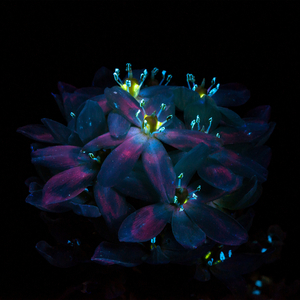 新东泰水蛇姐三技能视频
